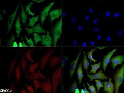 Immunocytochemistry/ Immunofluorescence: GAPDH Antibody (13H12) - Azide and BSA Free [NBP2-80749]
