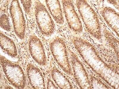 Immunohistochemistry: GAPDH Antibody (13H12) - Azide and BSA Free [NBP2-80749]