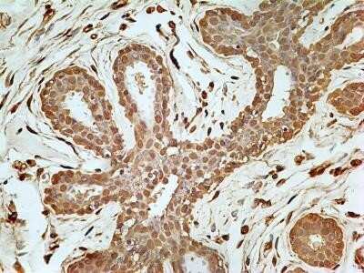 Immunohistochemistry: GAPDH Antibody (13H12) - Azide and BSA Free [NBP2-80749]