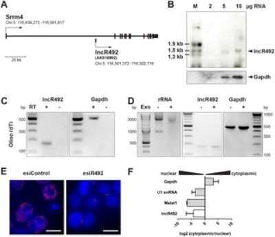 Western Blot: GAPDH Antibody (13H12)Azide and BSA Free [NBP2-80749]