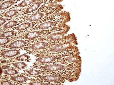 Immunohistochemistry-Paraffin: GAPDH Antibody (13H12) - BSA Free [NBP2-27103]