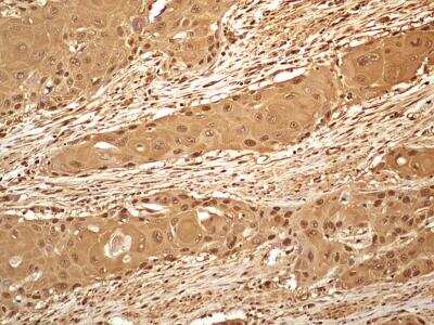 Immunohistochemistry-Paraffin: GAPDH Antibody (13H12) - BSA Free [NBP2-27103]