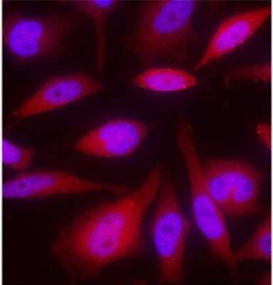 Immunocytochemistry/ Immunofluorescence: GAPDH Antibody (1A10) - Azide and BSA Free [NBP2-80748]