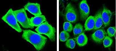 Immunocytochemistry/ Immunofluorescence: GAPDH Antibody (1A10) - BSA Free [NBP1-47339]