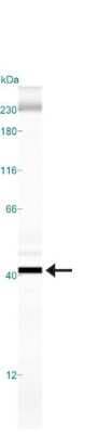 Simple Western: GAPDH Antibody (1A10)BSA Free [NBP1-47339]