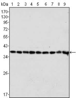 Western Blot: GAPDH Antibody (1A10)BSA Free [NBP1-47339]