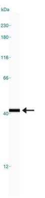 Simple Western: GAPDH Antibody (6C5cc) [NB600-502]