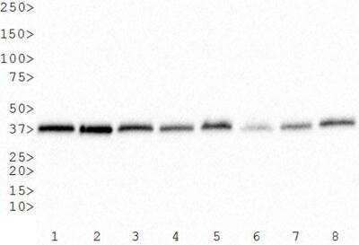 Western Blot: GAPDH Antibody (6C5cc) [NB600-502]