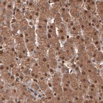 Immunohistochemistry: GAPDH Antibody (CL3266) [NBP2-59779]
