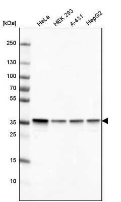 Western Blot: GAPDH Antibody (CL3266) [NBP2-59779]