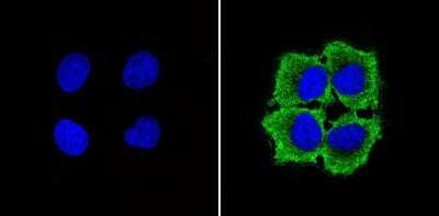 Immunocytochemistry/ Immunofluorescence: GAPDH Antibody (GA1R) - Azide and BSA Free [NBP2-37828]
