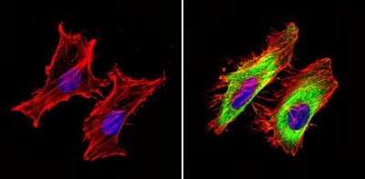 Immunocytochemistry/ Immunofluorescence: GAPDH Antibody (GA1R) - Azide and BSA Free [NBP2-37828]