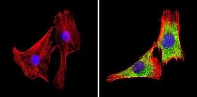 Immunocytochemistry/ Immunofluorescence: GAPDH Antibody (GA1R) - Azide and BSA Free [NBP2-37828]