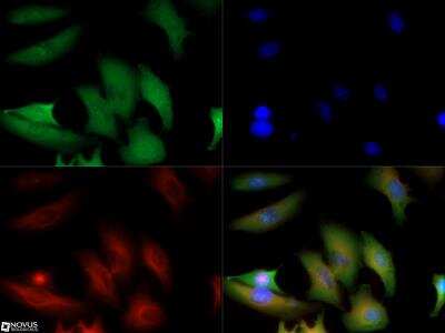 Immunocytochemistry/ Immunofluorescence: GAPDH Antibody [NB300-327]