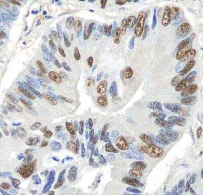 Immunohistochemistry-Paraffin: GAPDH Antibody [NB300-322]