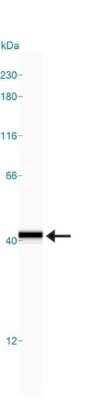 Simple Western: GAPDH Antibody [NB300-324]