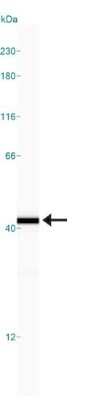 Simple Western: GAPDH Antibody [NB300-325]