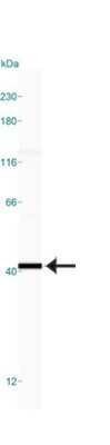 Simple Western: GAPDH Antibody [NB300-326]