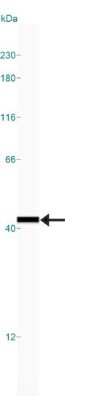 Simple Western: GAPDH Antibody [NB300-327]