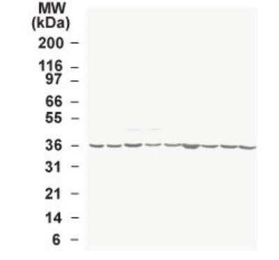 Western Blot: GAPDH Antibody [NB100-56875]