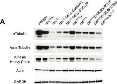 Western Blot: GAPDH Antibody [NB300-320]