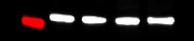 Western Blot: GAPDH Antibody [NB300-322]