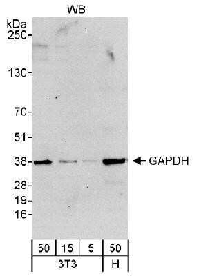Western Blot: GAPDH Antibody [NB300-322]