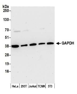 Western Blot: GAPDH Antibody [NB300-322]
