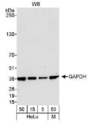 Western Blot: GAPDH Antibody [NB300-324]