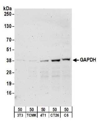 Western Blot: GAPDH Antibody [NB300-325]