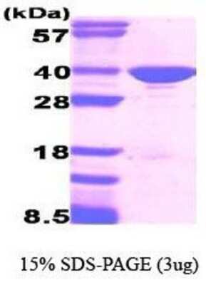 SDS-PAGE: Recombinant Human GAPDH Protein [NBC1-18528]