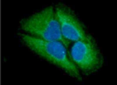 Immunocytochemistry/ Immunofluorescence: GARS Antibody (4E10) - BSA Free [NBP2-42679]