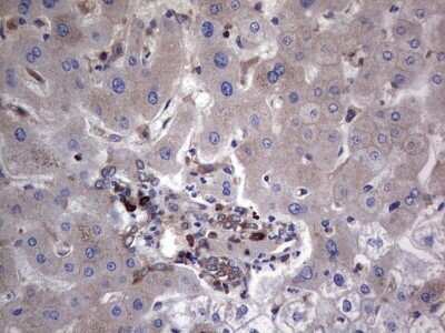 Immunohistochemistry: GARS Antibody (OTI4G4) - Azide and BSA Free [NBP2-70794]
