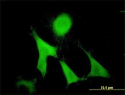 Immunocytochemistry/ Immunofluorescence: GAS2 Antibody (4E11) [H00002620-M01]