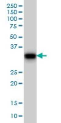 Western Blot: GAS2 Antibody (4E11) [H00002620-M01]
