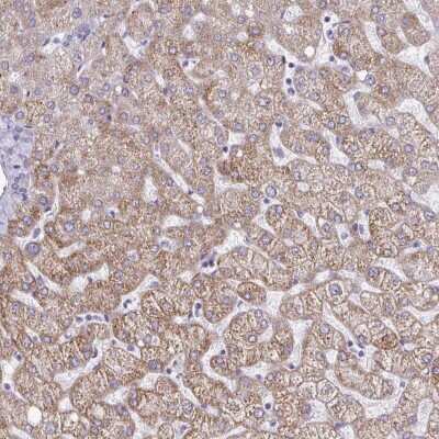 Immunohistochemistry-Paraffin: GAS2 Antibody [NBP2-31733]