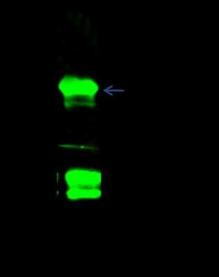 Immunoprecipitation: GAS2 Antibody [NBP2-98800]