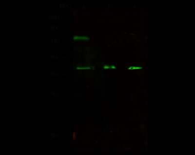 Western Blot: GAS2 Antibody [NBP2-98800]
