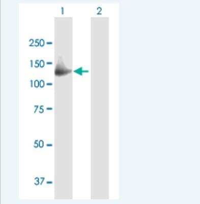 Western Blot: GAS2L2 Antibody [H00246176-B01P-50ug]