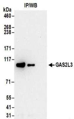 Immunoprecipitation: GAS2L3 Antibody [NBP2-30359]