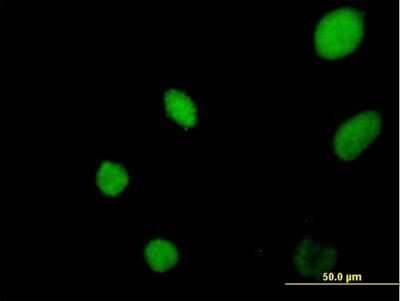 Immunocytochemistry/ Immunofluorescence: GAS41 Antibody [H00008089-B02P]