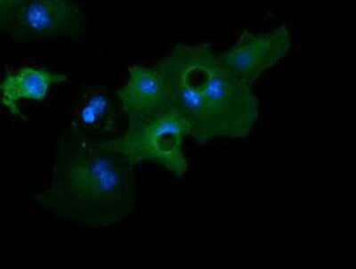 Immunocytochemistry/ Immunofluorescence: GAS7 Antibody (OTI2F6) [NBP2-03061]
