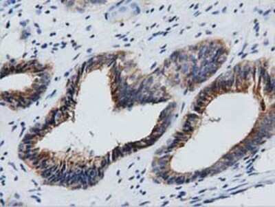 Immunohistochemistry: GAS7 Antibody (OTI2F6) - Azide and BSA Free [NBP2-71376]