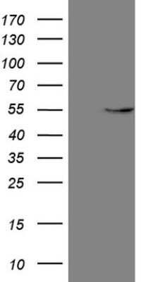 Western Blot: GAS8 Antibody (OTI10G2)Azide and BSA Free [NBP2-70795]