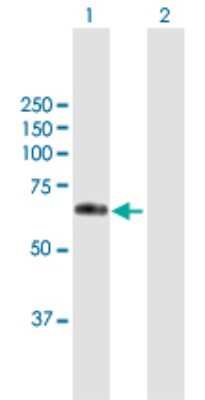 Western Blot: GASP-1/WFIKKN2 Antibody [H00124857-B01P]