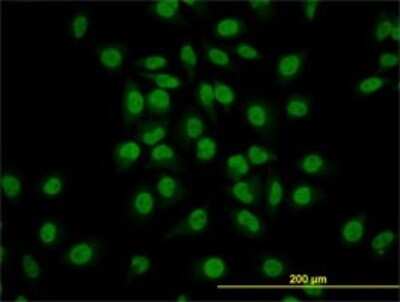 Immunocytochemistry/ Immunofluorescence: GATA-2 Antibody (1A5) [H00002624-M05]