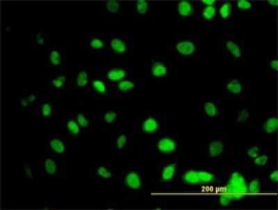Immunocytochemistry/ Immunofluorescence: GATA-2 Antibody (1G5) [H00002624-M02]