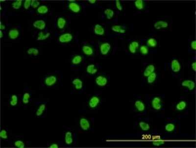Immunocytochemistry/ Immunofluorescence: GATA-2 Antibody (2D11) [H00002624-M01]