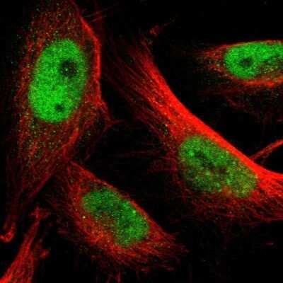 Immunocytochemistry/ Immunofluorescence: GATA-2 Antibody [NBP1-82581]