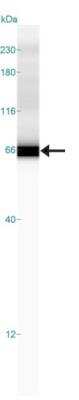 Simple Western: GATA-2 Antibody [NBP1-82581]